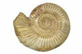 Polished Jurassic Ammonite (Perisphinctes) - Madagascar #270928-1